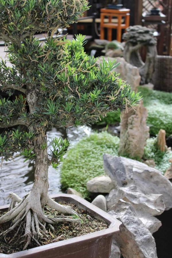 Zen Guest House - Museu Do Bonsai Σίντρα Εξωτερικό φωτογραφία
