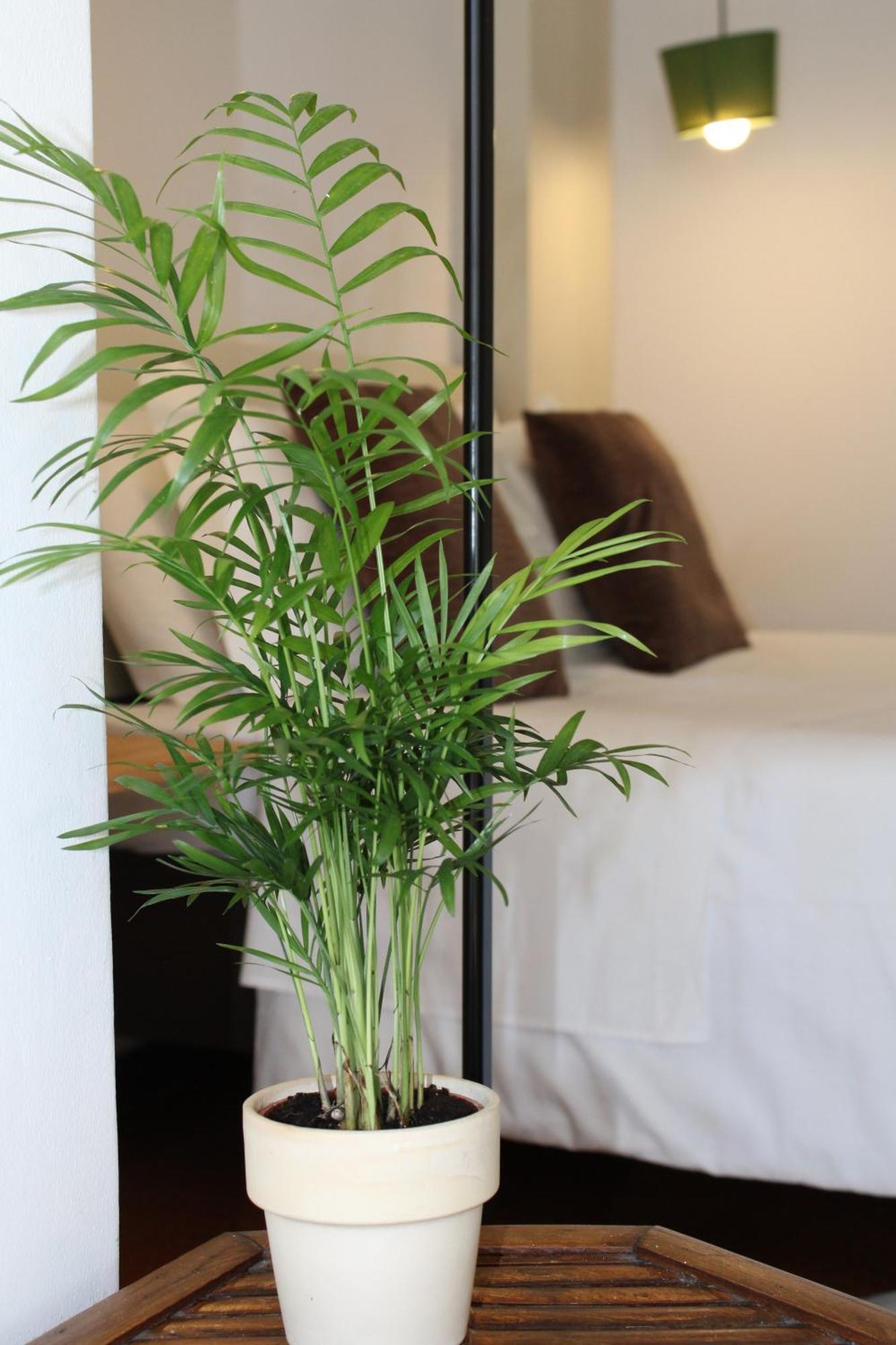 Zen Guest House - Museu Do Bonsai Σίντρα Δωμάτιο φωτογραφία